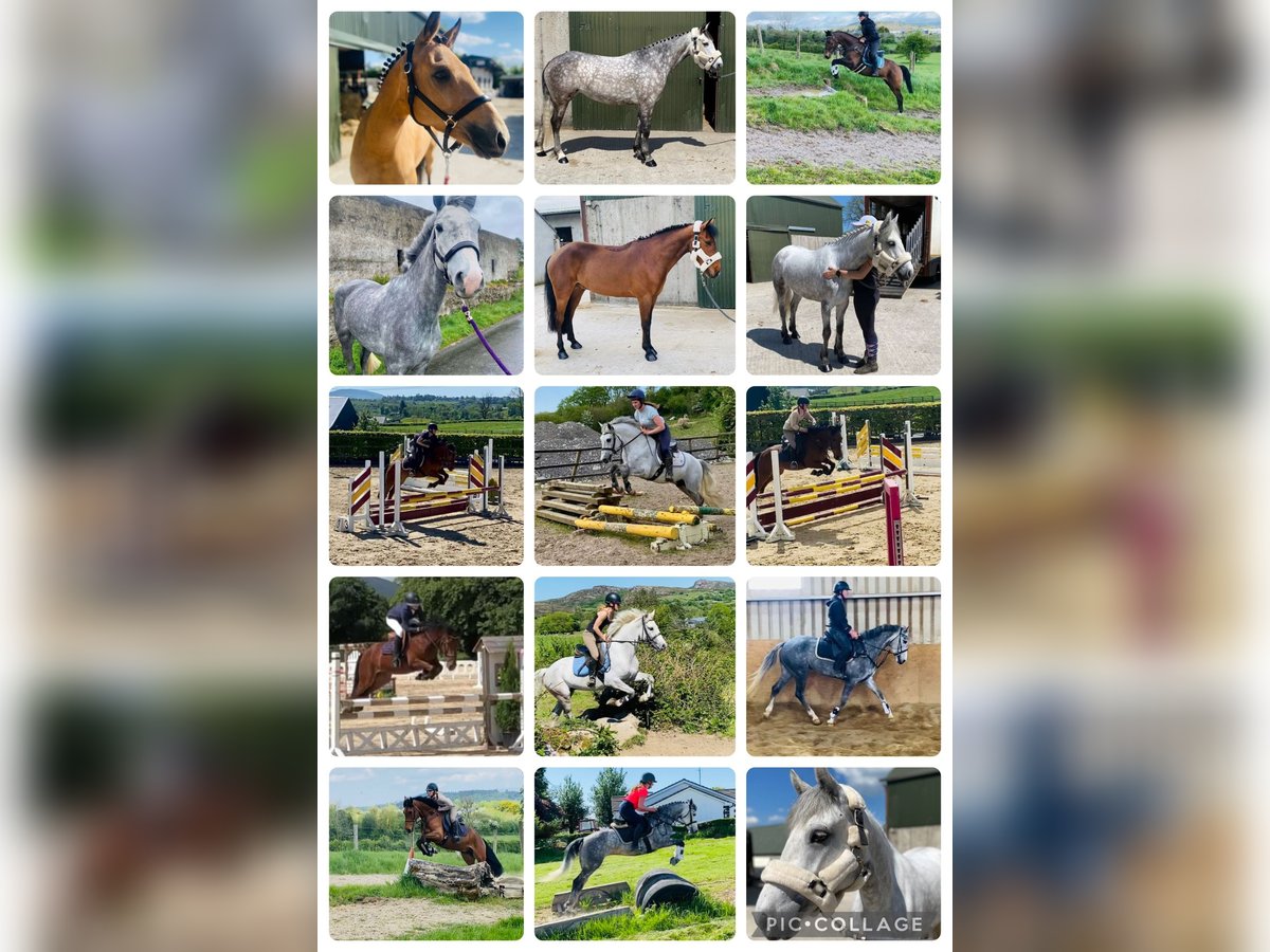 Connemara Gelding 6 years 14,2 hh Gray in Sligo