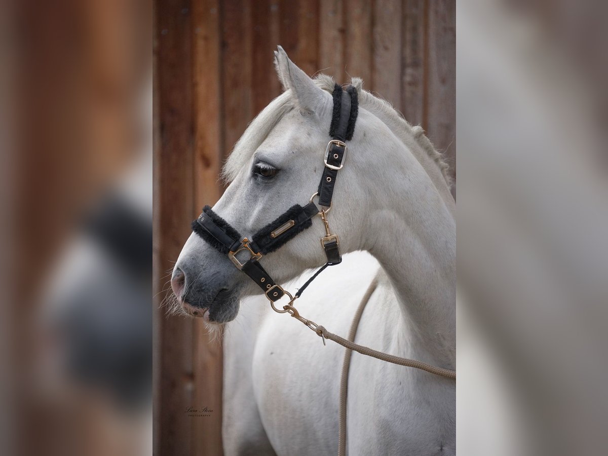 Connemara Gelding 6 years 14,2 hh Grey in Eckersdorf