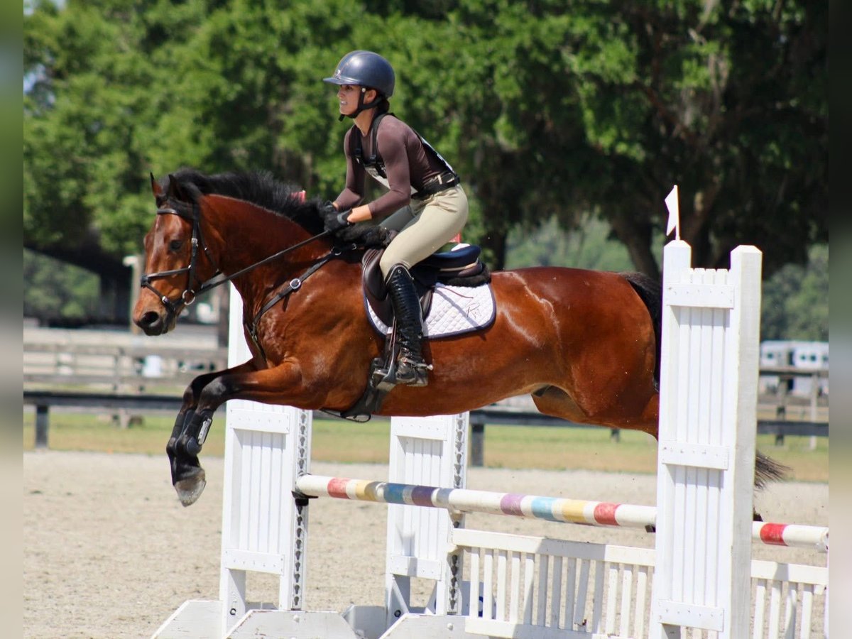 Connemara Gelding 6 years 15 hh in Scotter, Gainsborough (Lincolnshire)