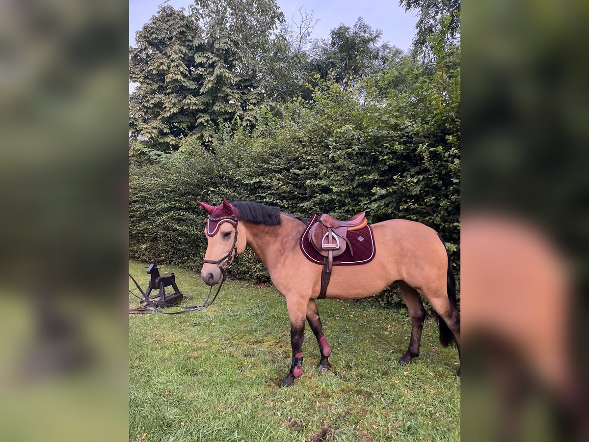 Connemara Gelding 7 years 14,2 hh Dun in Wesel