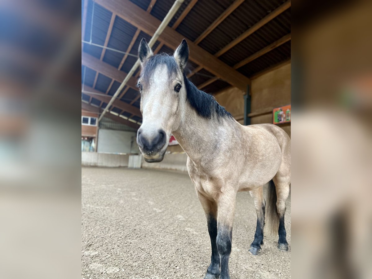 Connemara Gelding 7 years 14,2 hh Dun in B&#xE4;tterkinden