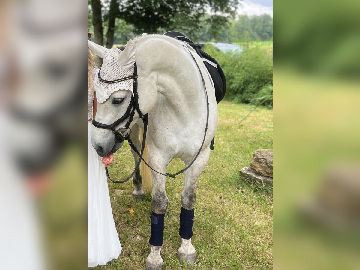 Connemara Gelding 7 years 15 hh Gray in Würzburg