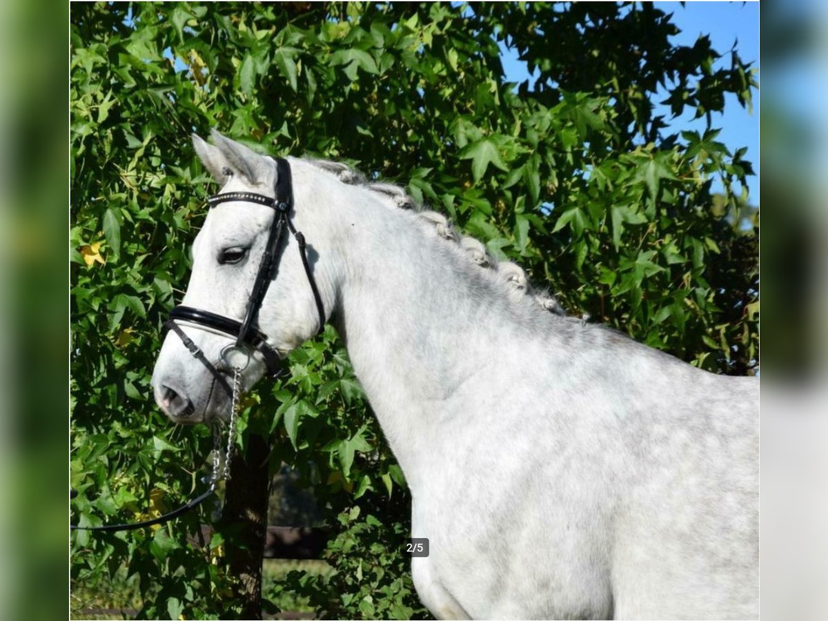 Connemara Gelding 8 years 15,2 hh Grey in Nijkerk