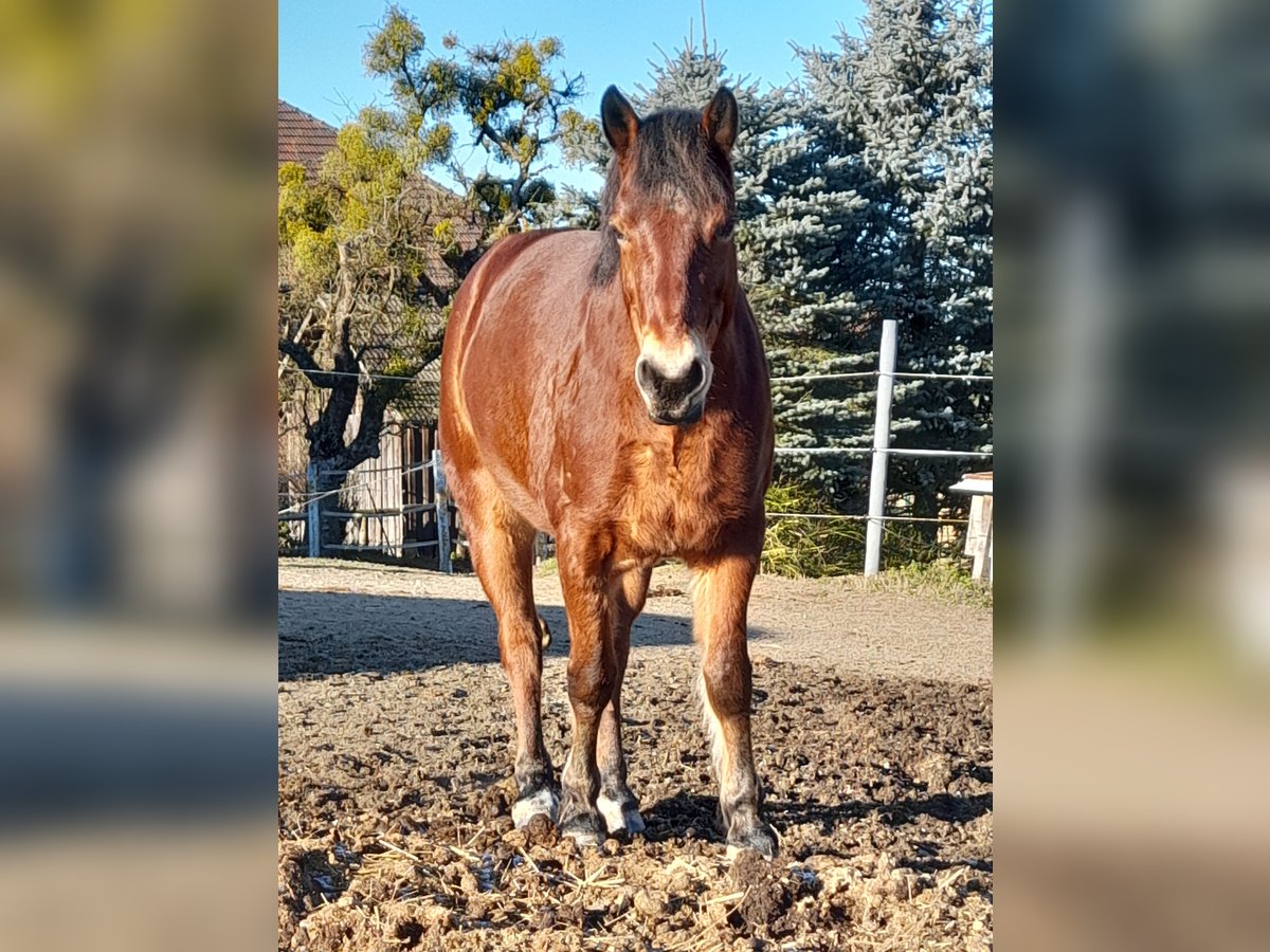 Connemara Gelding 9 years 14,1 hh Brown in Linz