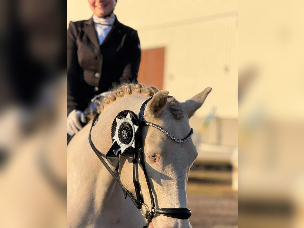 Connemara Gelding 9 years 14,2 hh Cremello in Vantaa
