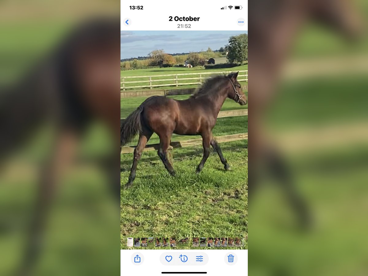 Connemara Gelding Foal (05/2025) 14,2 hh Bay in Co Westmeath
