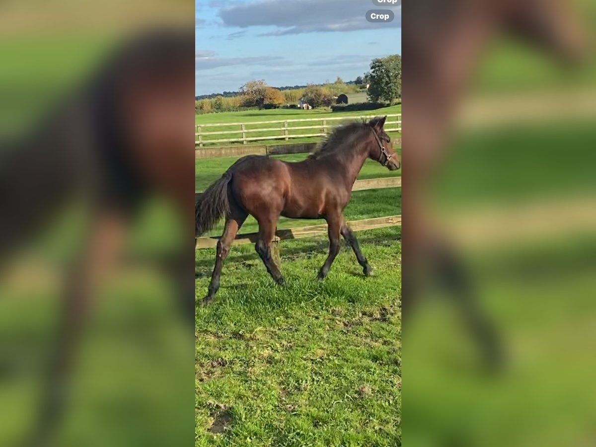 Connemara Gelding Foal (05/2025) 14,2 hh Bay in Leinster