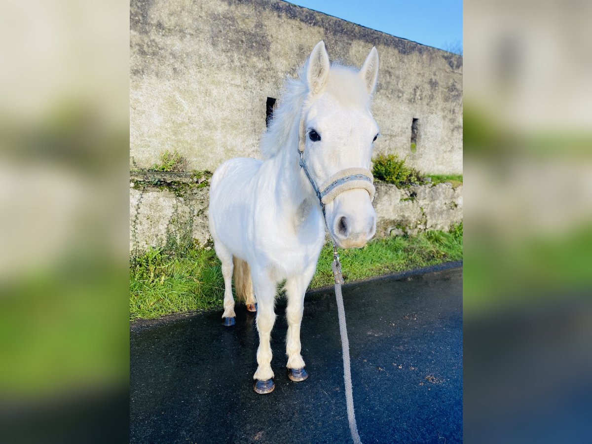 Connemara Giumenta 10 Anni 143 cm Grigio in Sligo