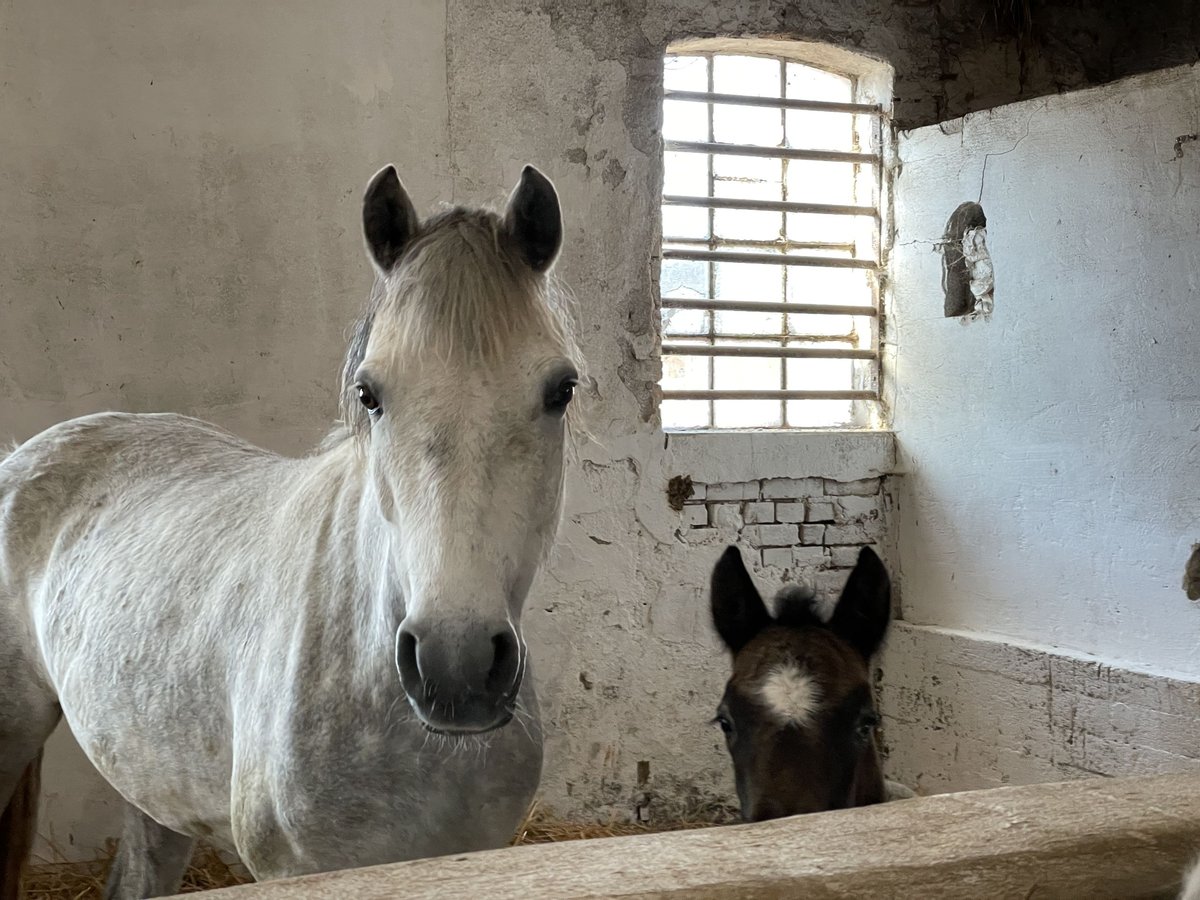 Connemara Giumenta 10 Anni 147 cm Grigio pezzato in Osdorf