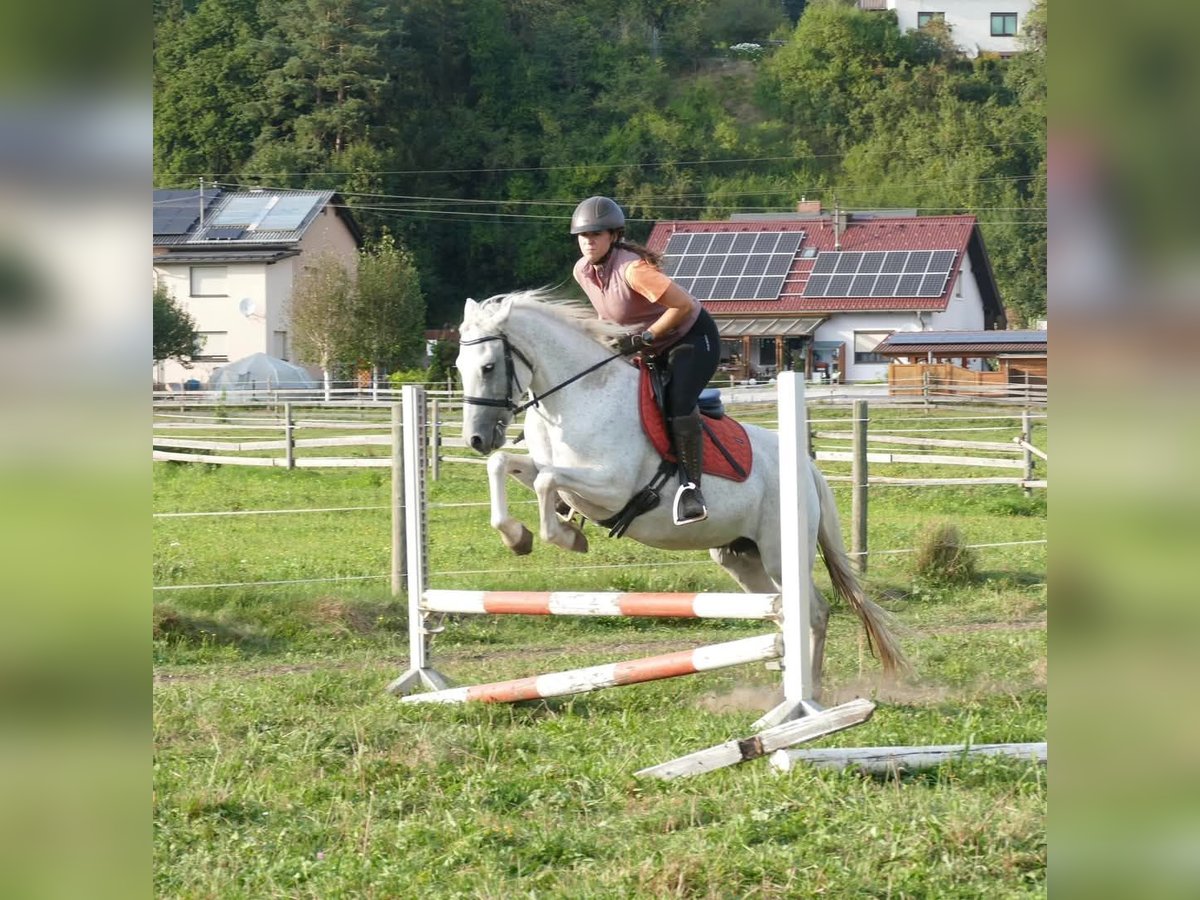 Connemara Giumenta 11 Anni 148 cm Grigio trotinato in Sankt Stefan ob Leoben