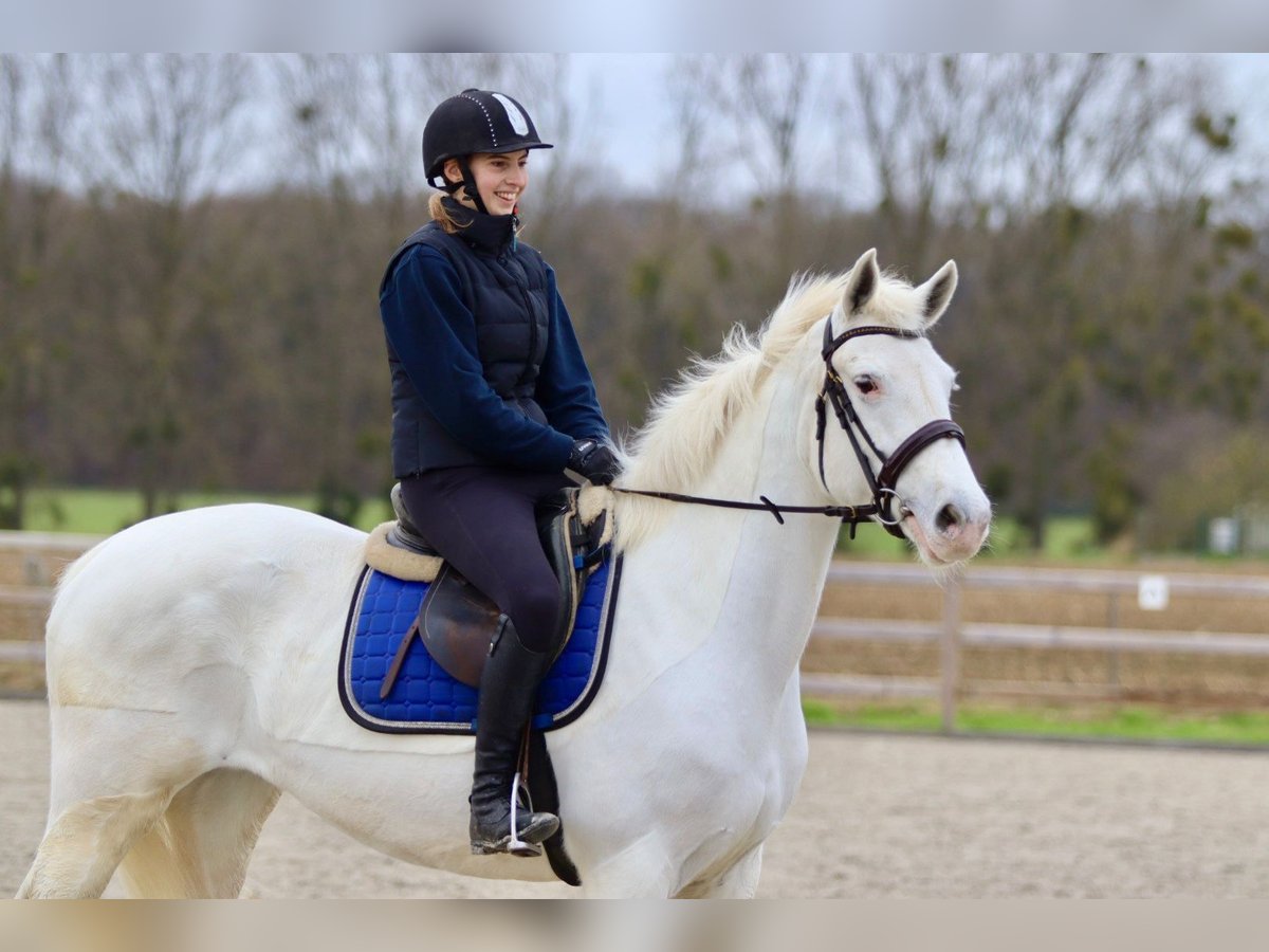 Connemara Giumenta 11 Anni 156 cm Cremello in Bogaarden