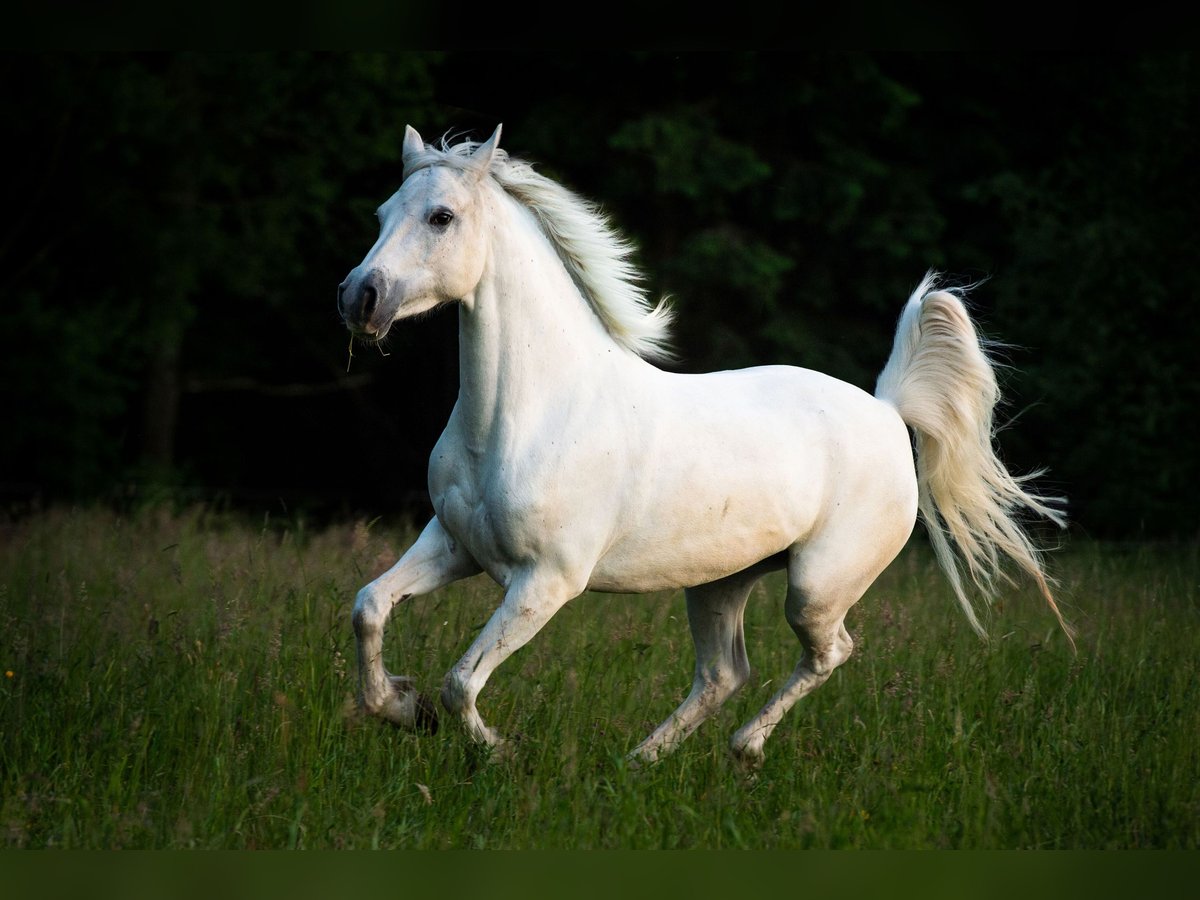 Connemara Giumenta 12 Anni 143 cm Grigio in Handenberg