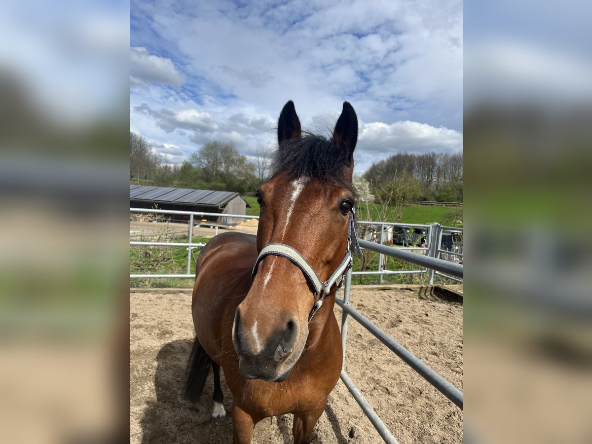 Connemara Giumenta 13 Anni 153 cm Baio in Düsseldorf