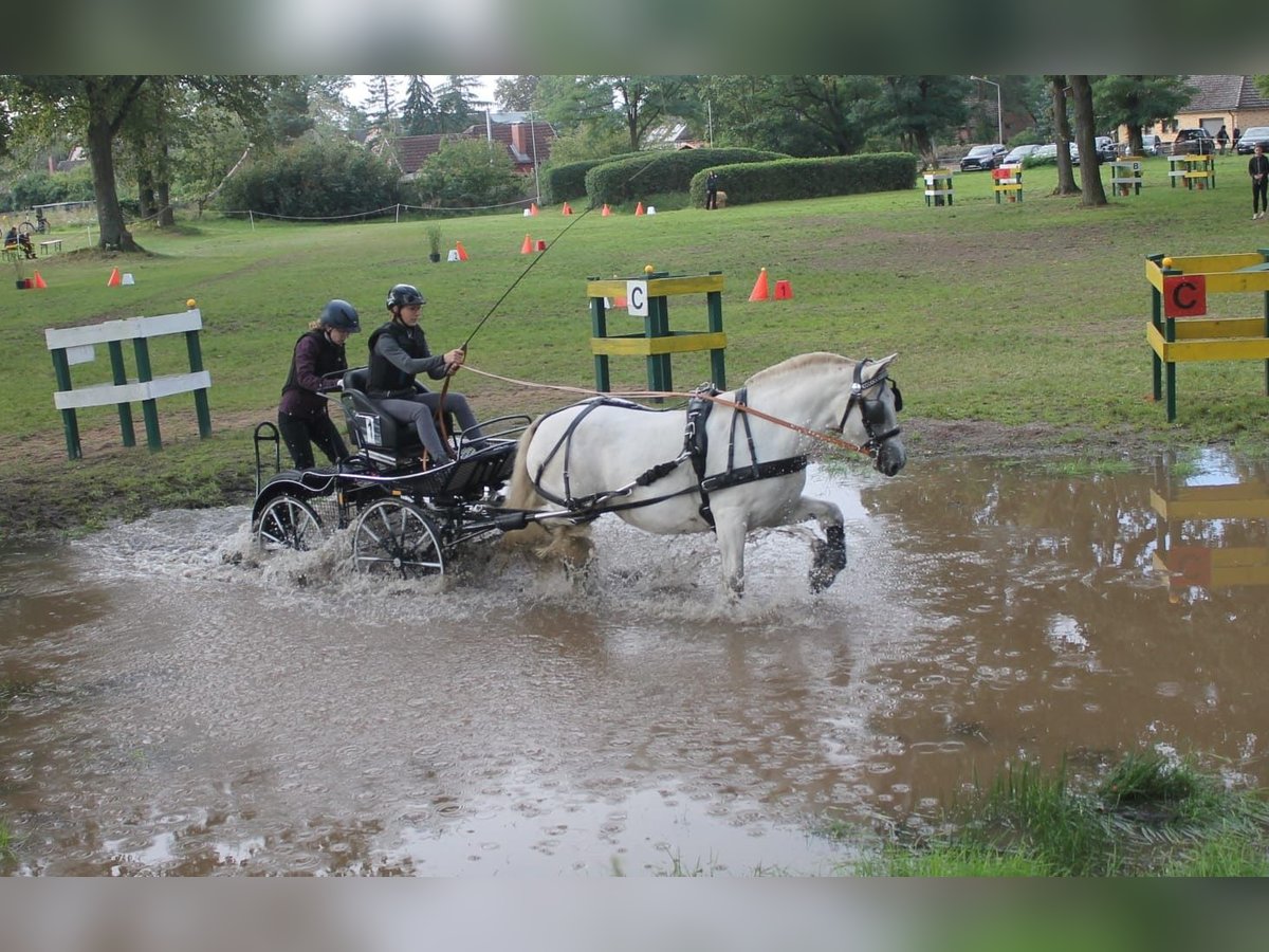 Connemara Mix Giumenta 13 Anni 153 cm Grigio trotinato in Bleckede