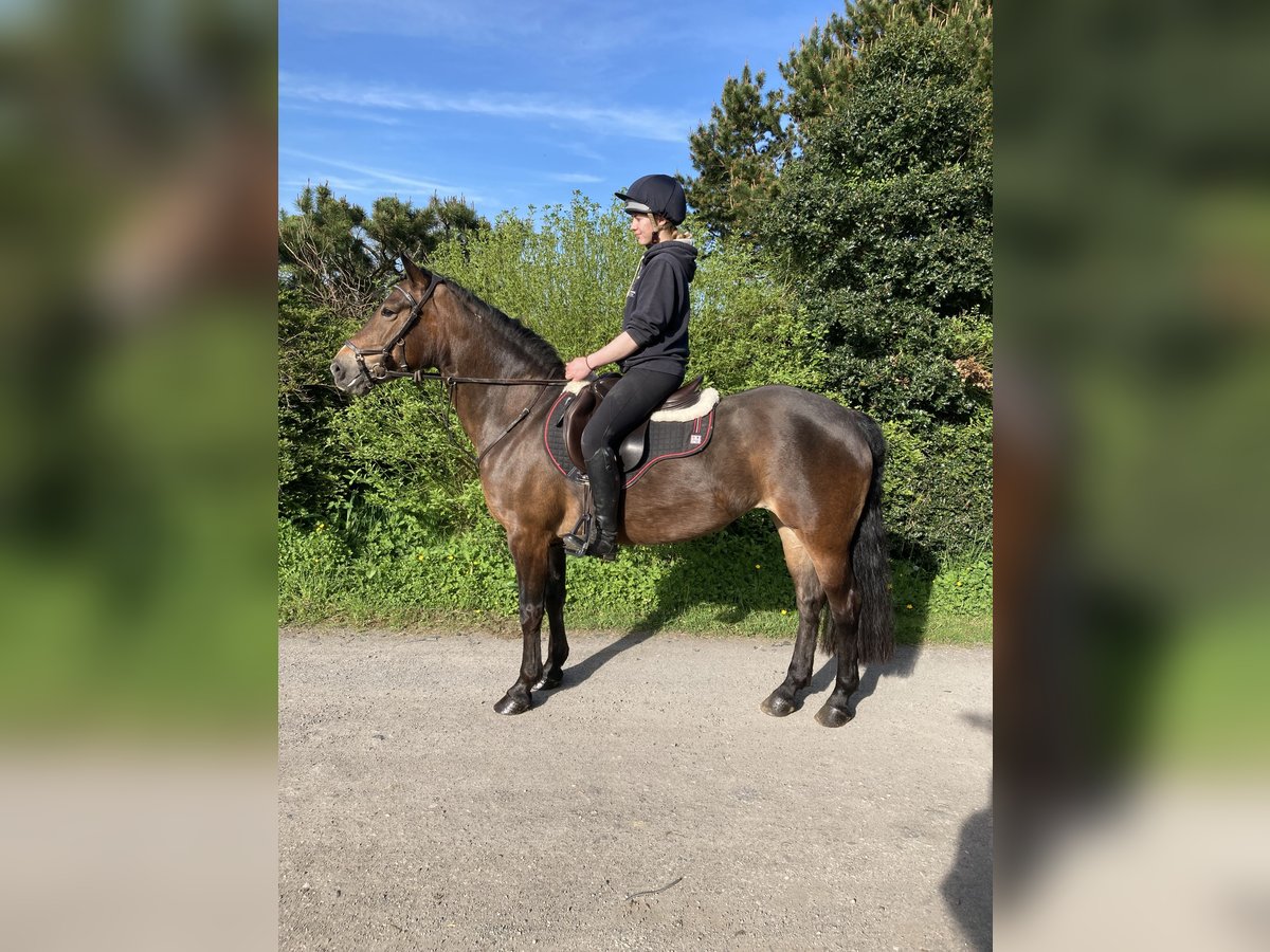 Connemara Giumenta 13 Anni Baio ciliegia in Lancashire