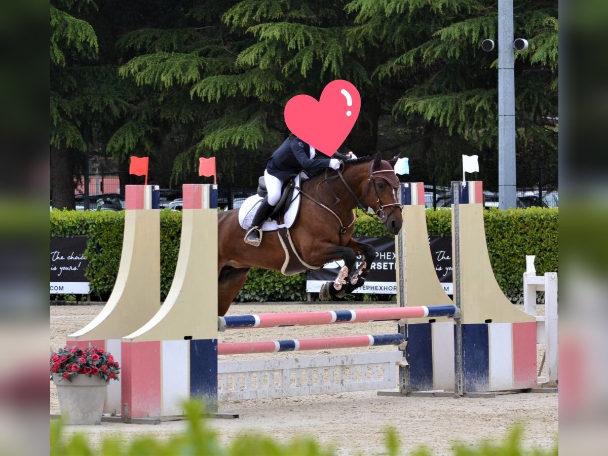 Connemara Giumenta 14 Anni 148 cm Baio scuro in Albuzzano