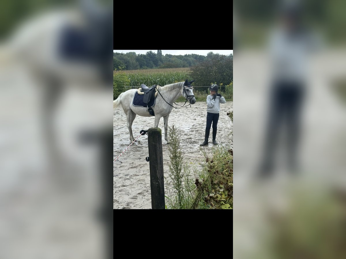 Connemara Giumenta 15 Anni 150 cm Grigio trotinato in DortmundDortmund