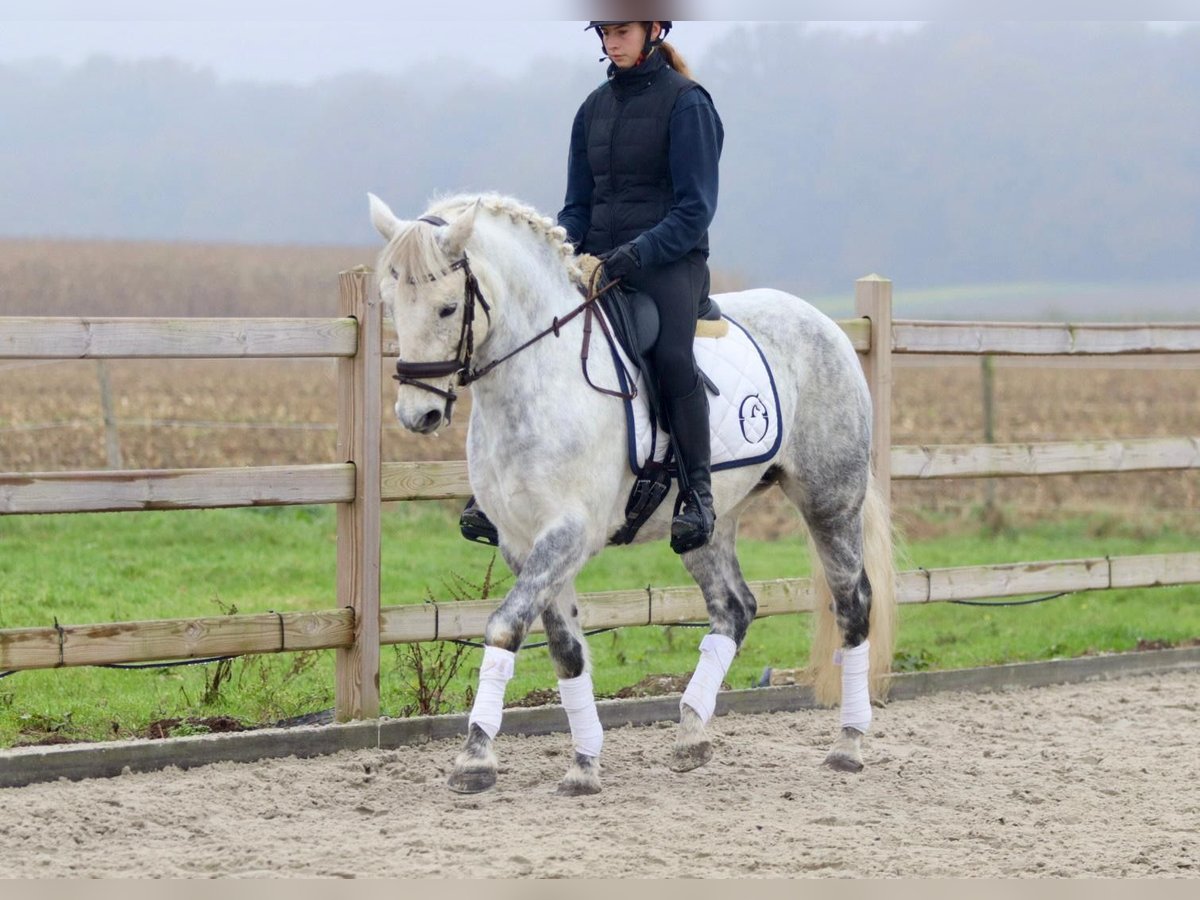 Connemara Giumenta 15 Anni 151 cm Leardo in Bogaarden