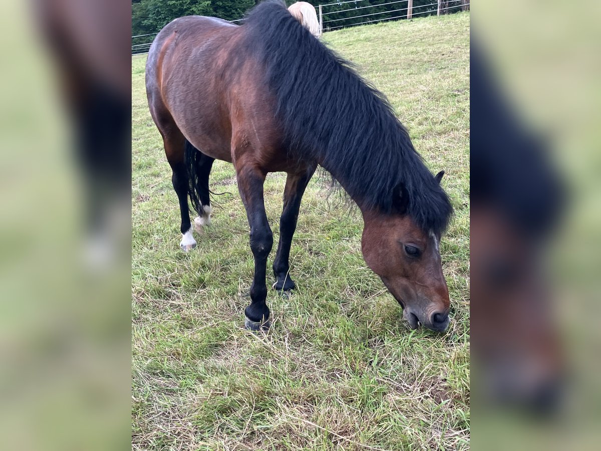 Connemara Mix Giumenta 16 Anni 120 cm Baio in Neunkirchen-Seelscheid