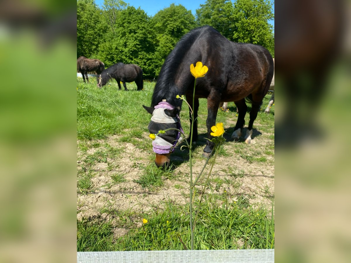 Connemara Mix Giumenta 18 Anni 122 cm Baio in Neunkirchen-Seelscheid Connemara Mix Giumenta 18 Anni 122 cm Baio in Neunkirchen-Seelscheid