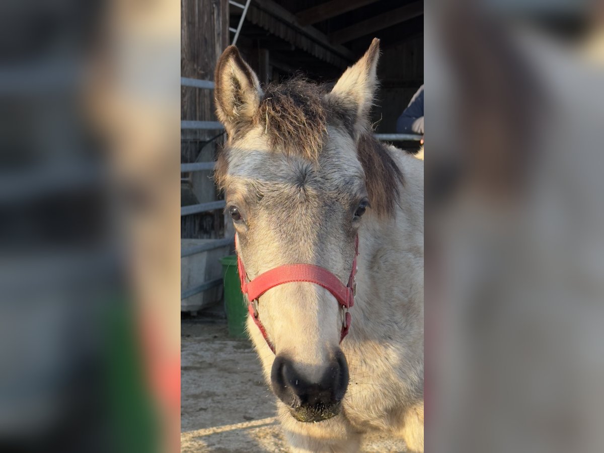 Connemara Giumenta 1 Anno 145 cm Pelle di daino in Bangerten