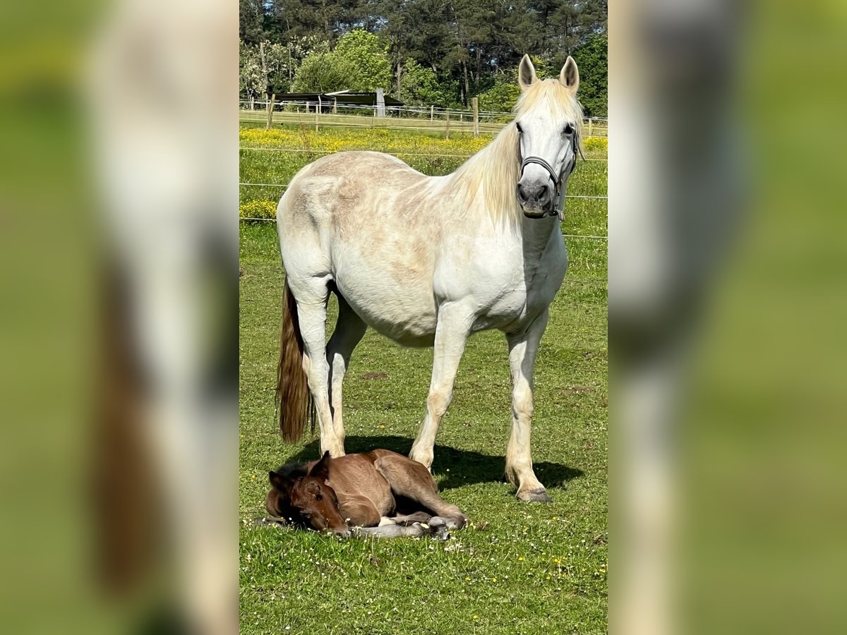 Connemara Giumenta 20 Anni 144 cm Grigio in Bonnut
