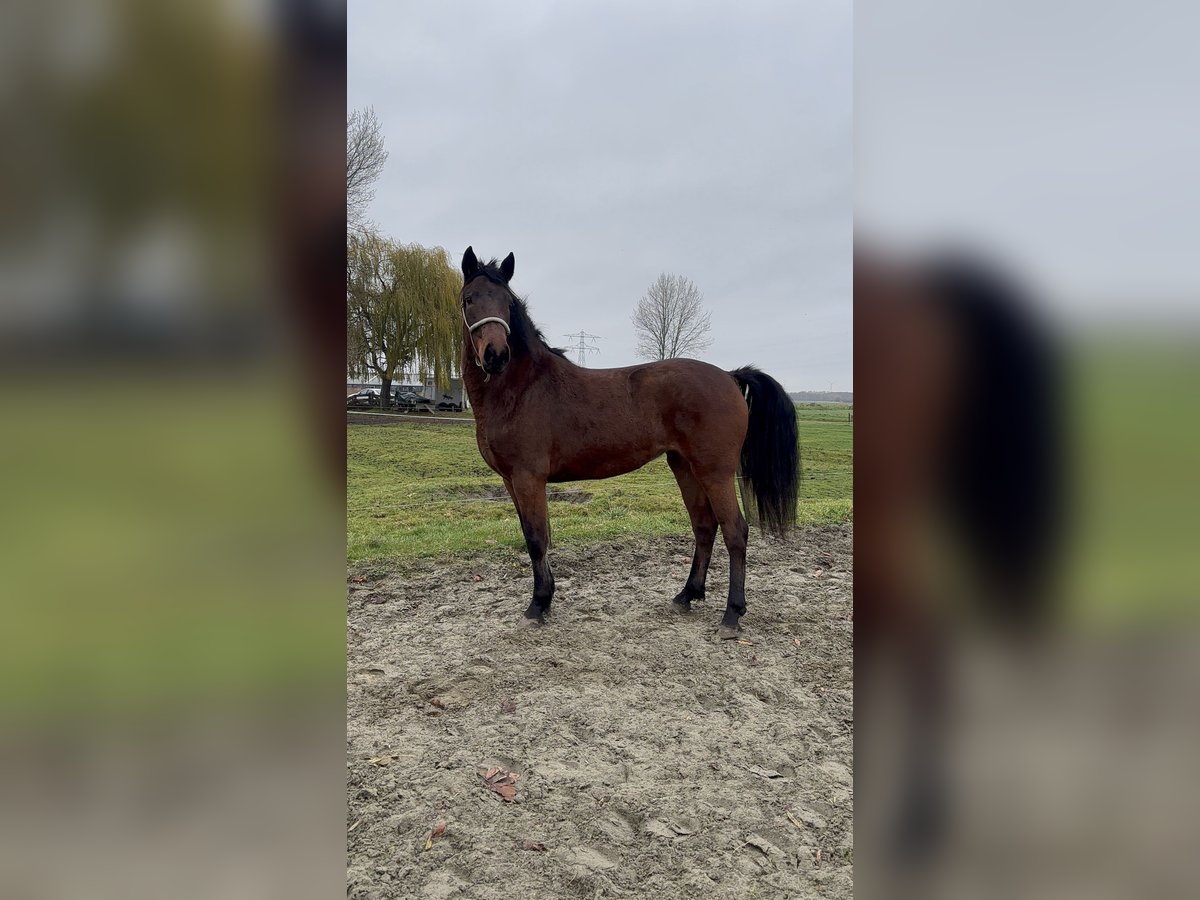 Connemara Giumenta 2 Anni 151 cm Baio in Zwartewaal
