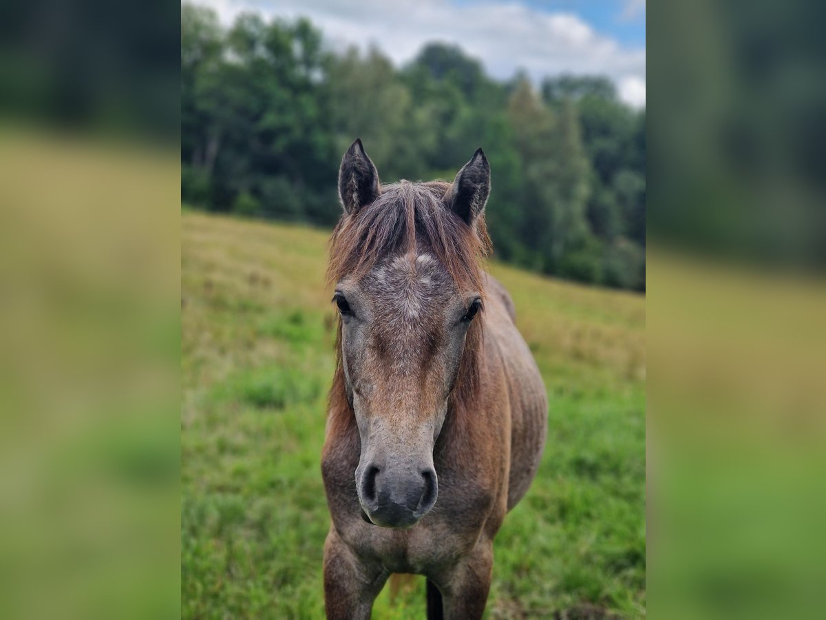 Connemara Giumenta 2 Anni Bianco in Vänersborg