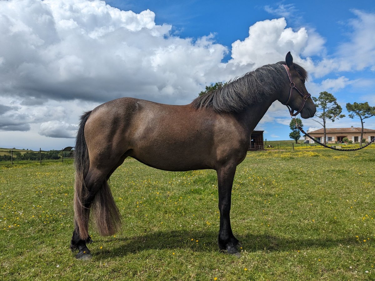 Connemara Giumenta 3 Anni 138 cm Grigio in Gragnague