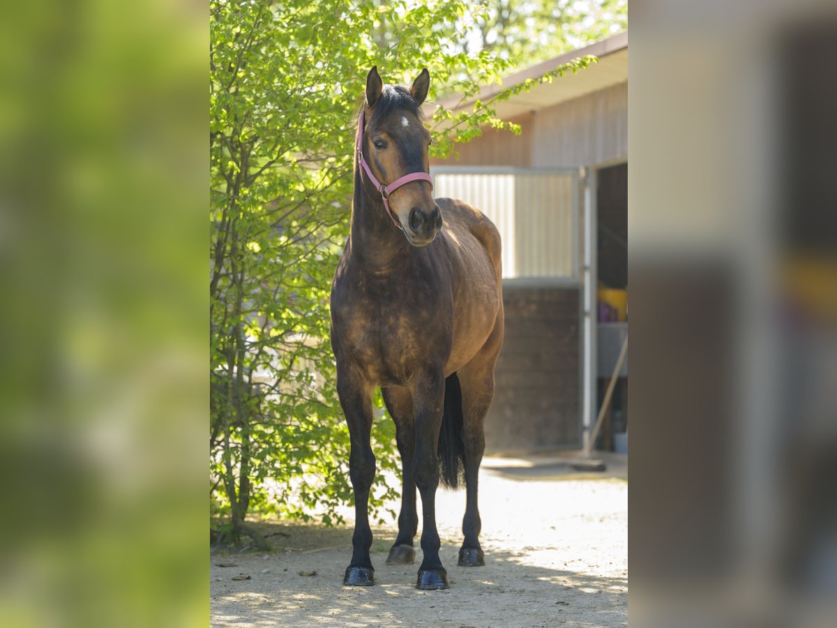 Connemara Mix Giumenta 3 Anni 145 cm Baio in Heddesheim