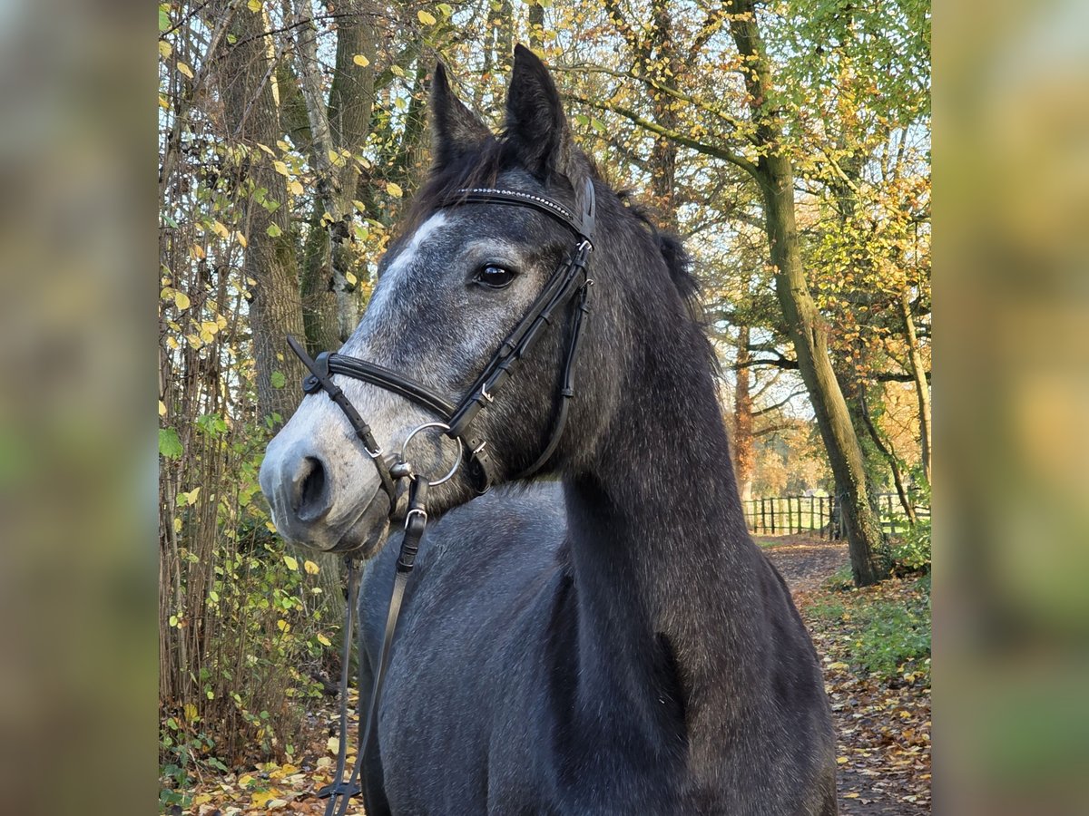 Connemara Giumenta 3 Anni 156 cm Grigio ferro in Wachtendonk