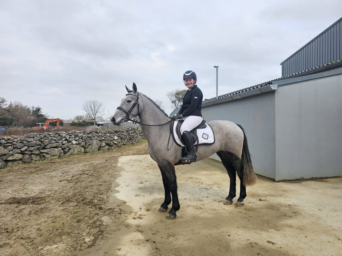 Connemara Giumenta 4 Anni 143 cm Grigio in Sligo