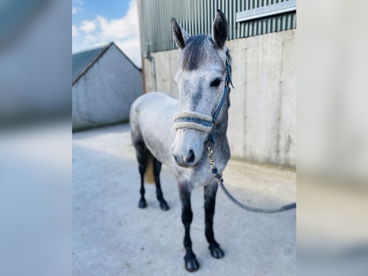 Connemara Giumenta 4 Anni 144 cm Grigio in Sligo