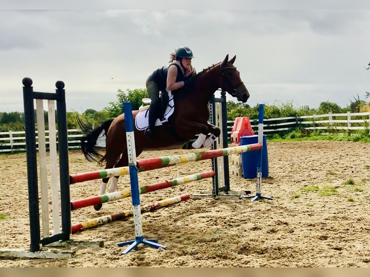 Connemara Giumenta 4 Anni 145 cm Baio in Mountrath