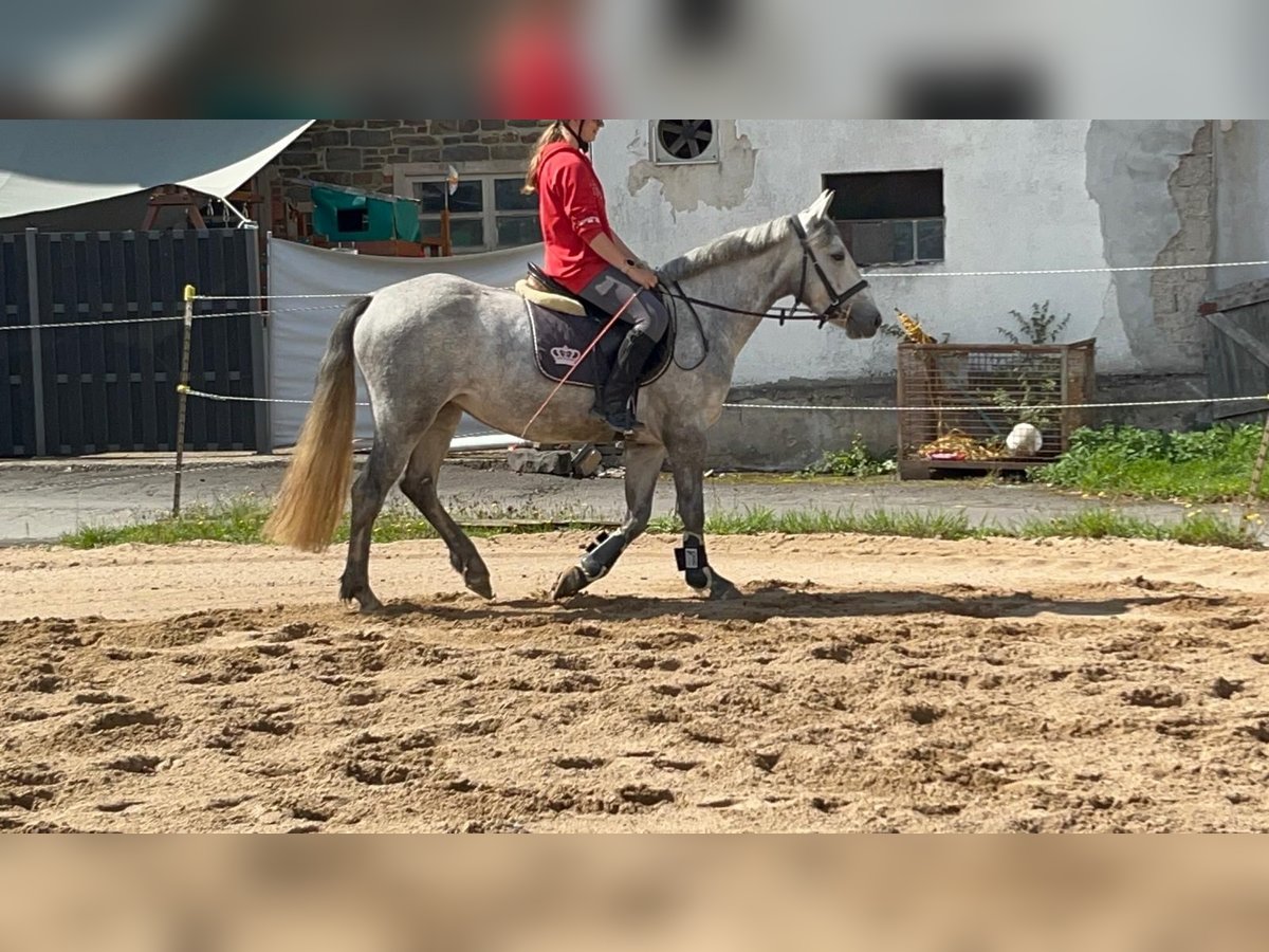 Connemara Giumenta 4 Anni 146 cm Leardo in Morsbach