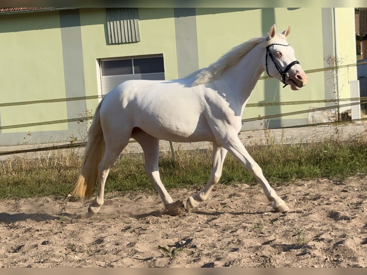 Connemara Giumenta 4 Anni 147 cm Cremello in Lisberg