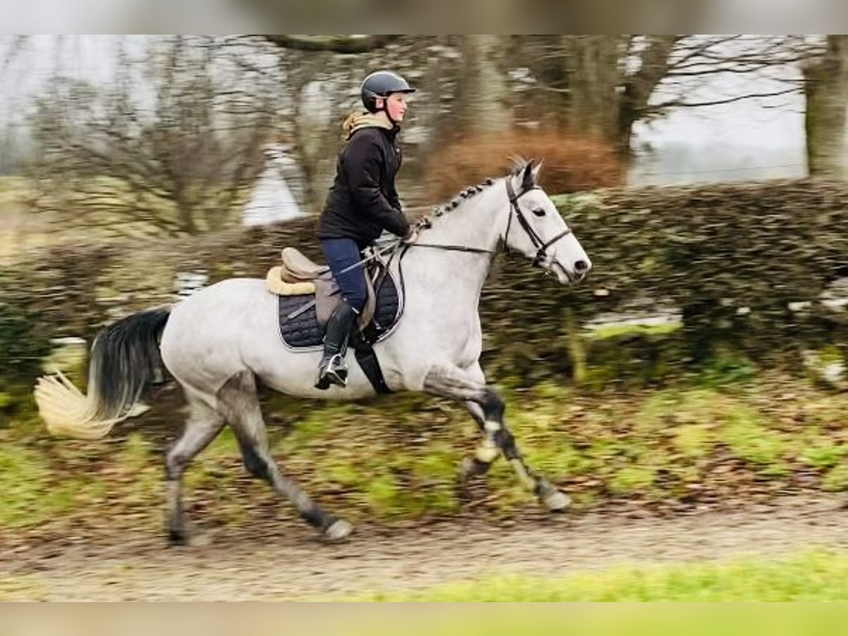 Connemara Giumenta 4 Anni 147 cm Grigio in Sligo