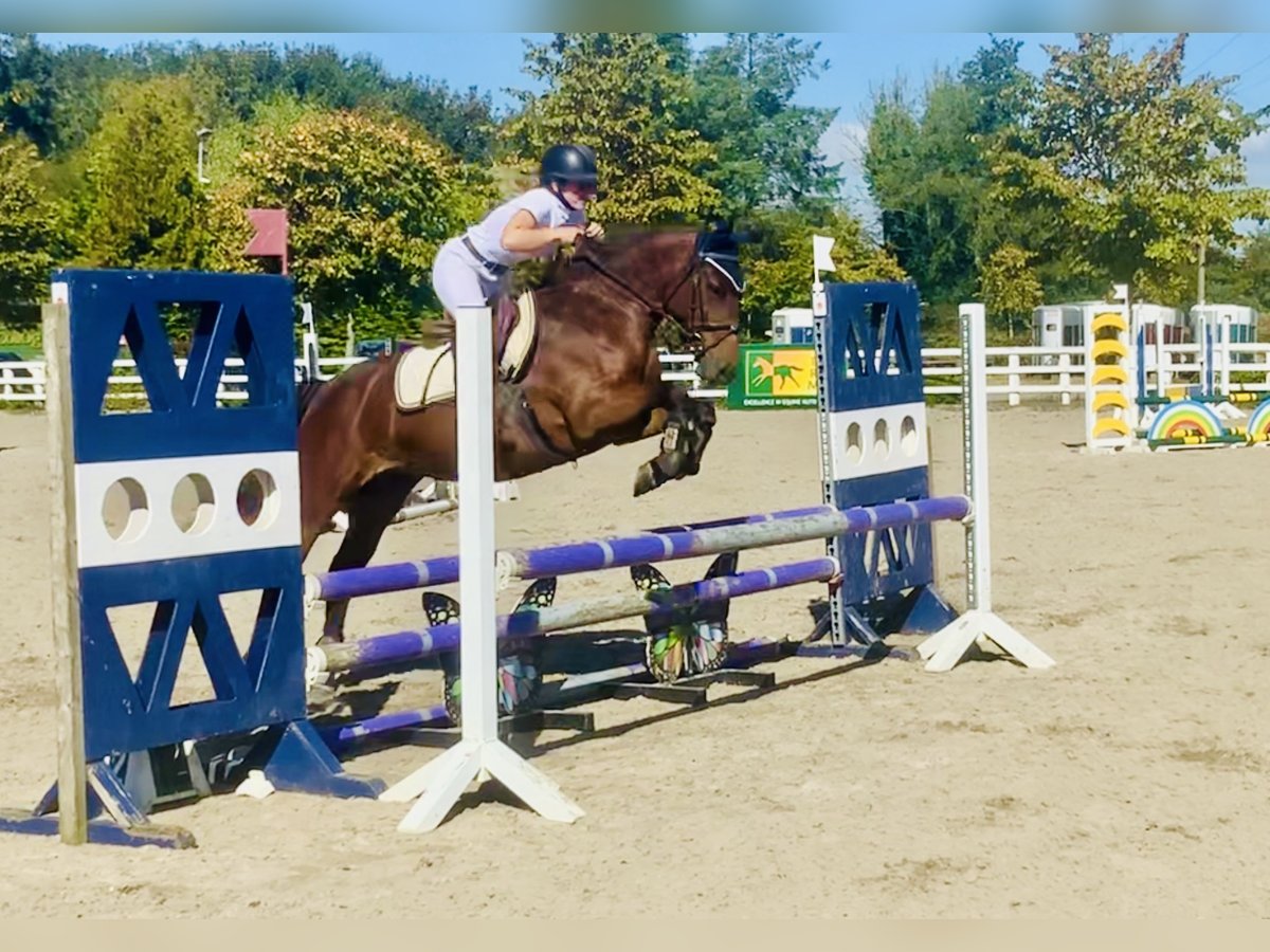 Connemara Giumenta 4 Anni 148 cm Baio in Mountrath