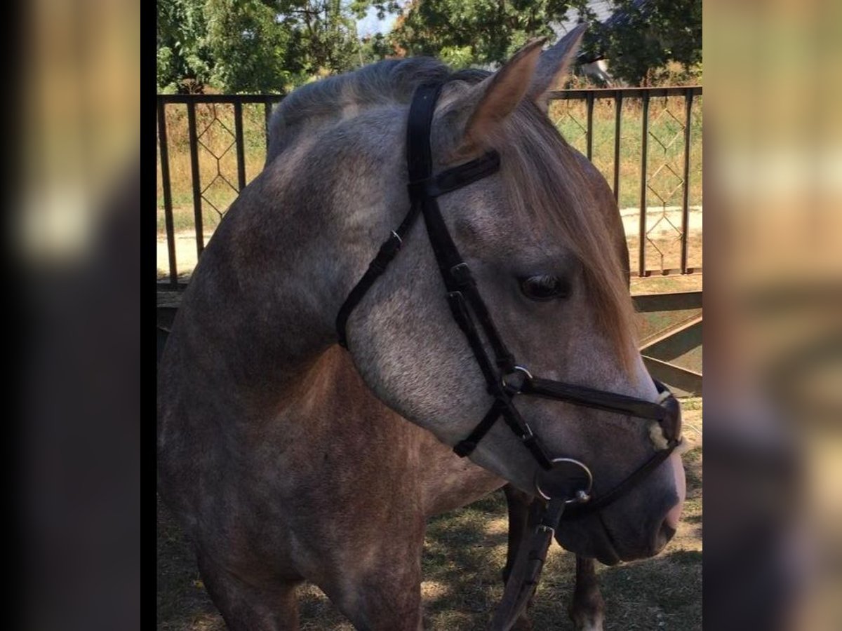 Connemara Giumenta 4 Anni 155 cm Grigio ferro in Budapest