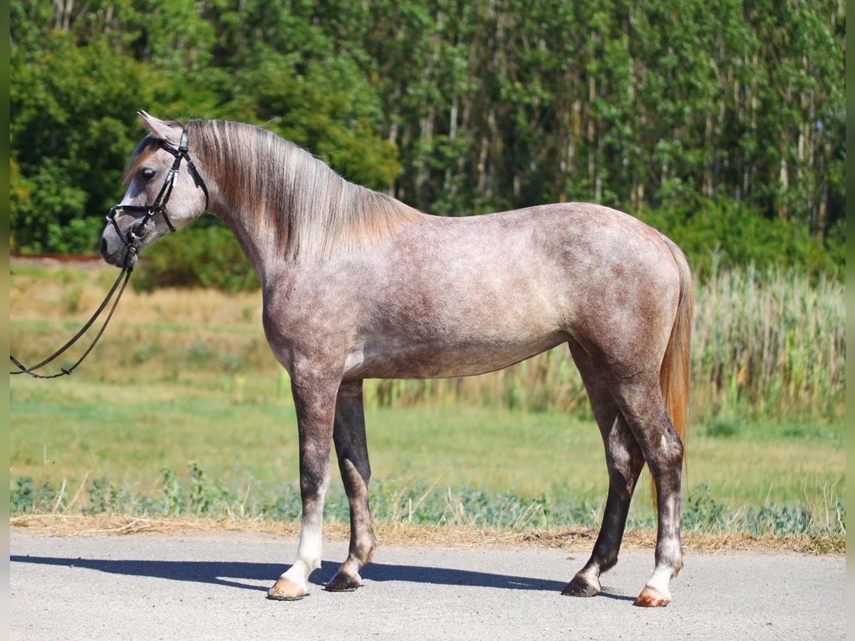 Connemara Giumenta 4 Anni 155 cm Grigio rossastro in Szarvas