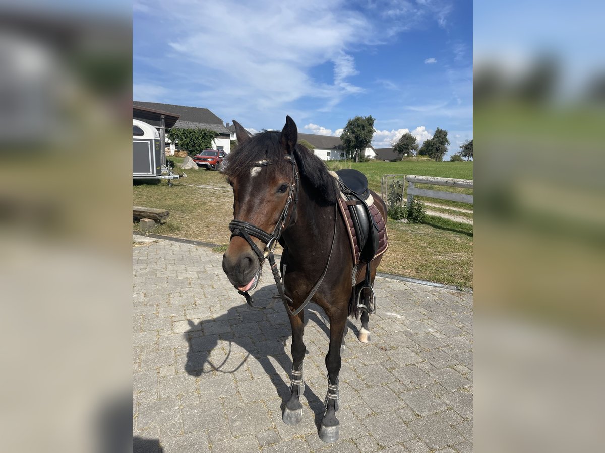 Connemara Giumenta 5 Anni 141 cm Baio scuro in Haselbach