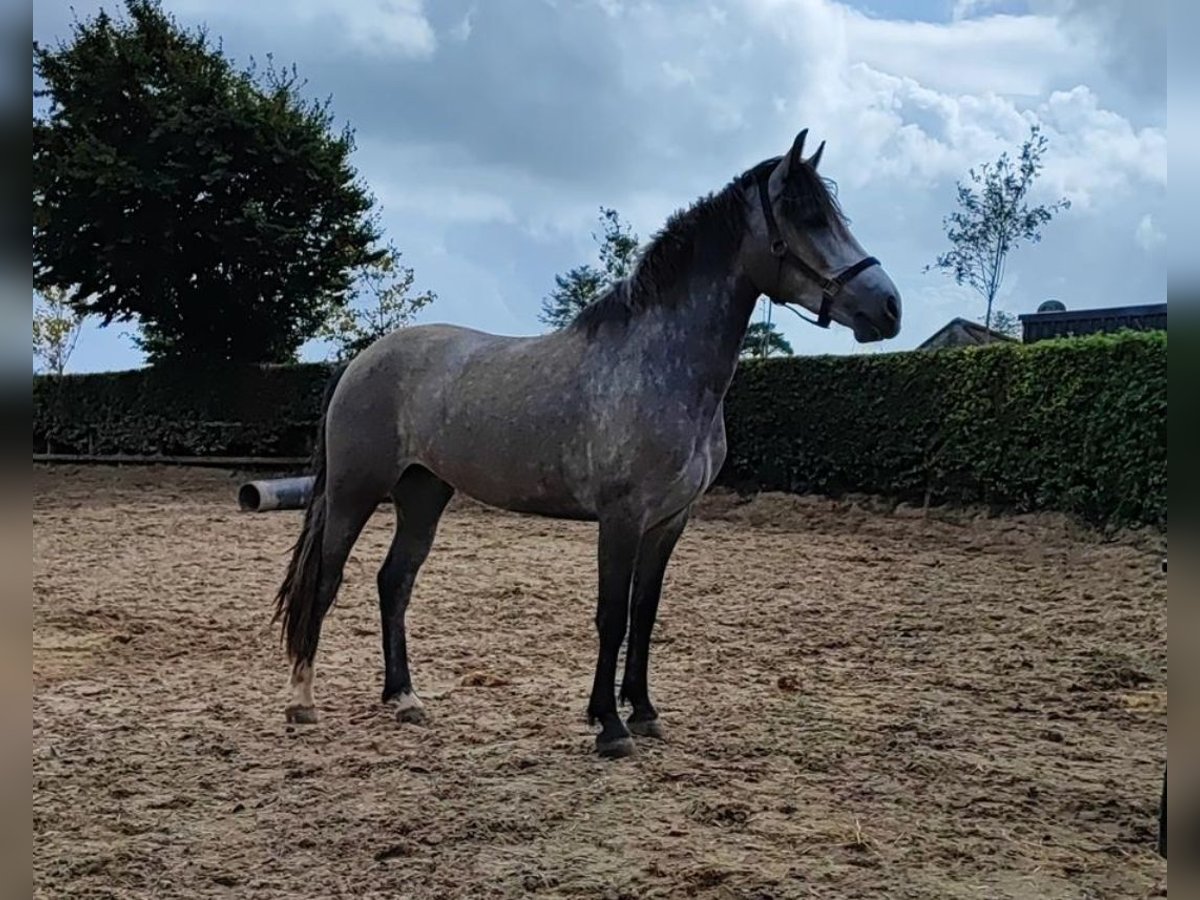 Connemara Giumenta 5 Anni 147 cm Falbo baio in Glenbrien