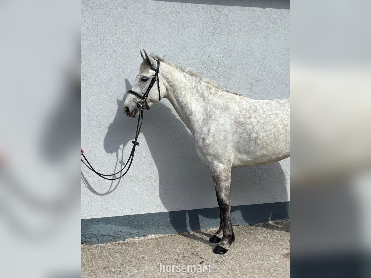 Connemara Giumenta 5 Anni 147 cm Grigio in Sligo