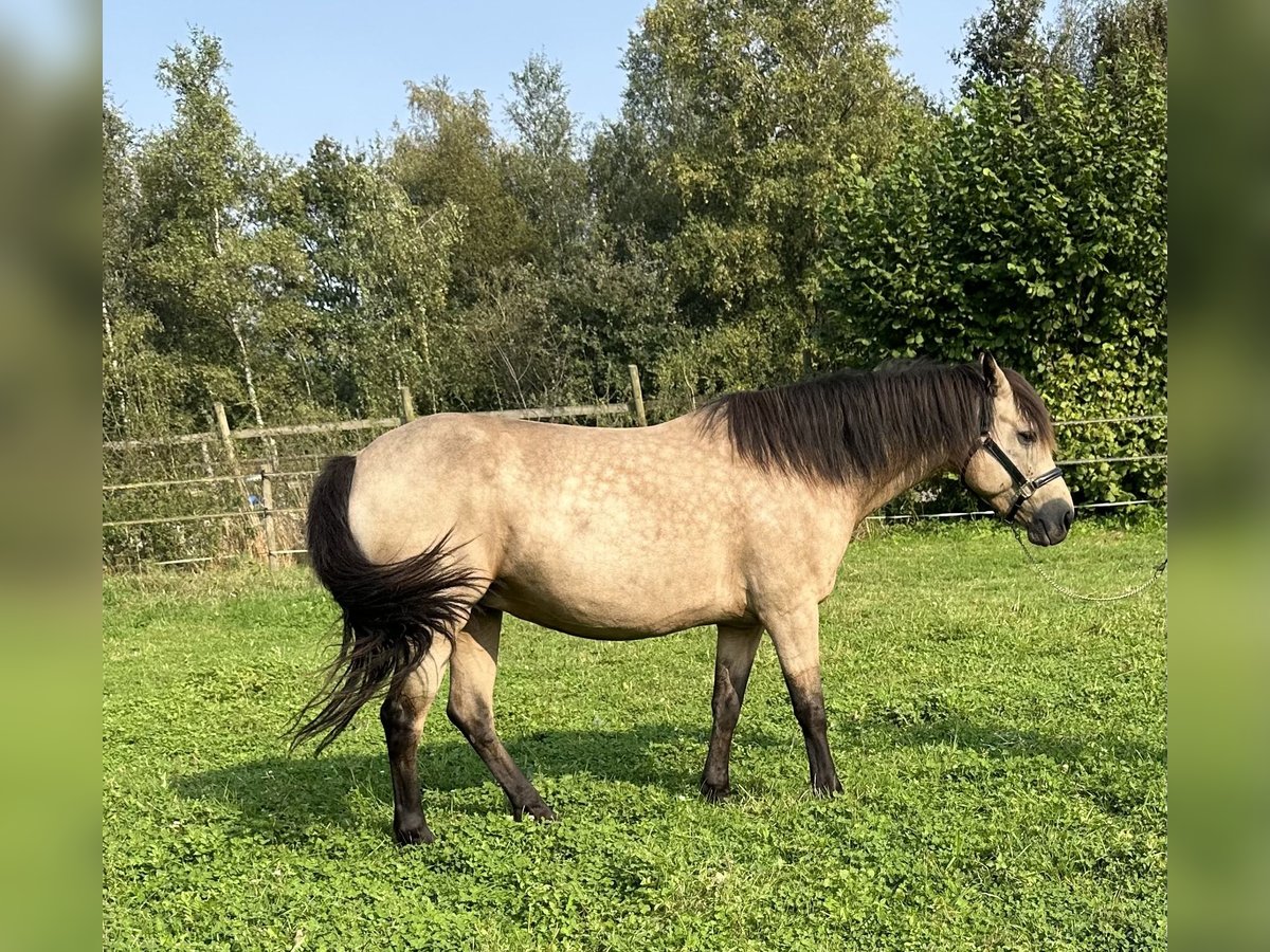 Connemara Giumenta 7 Anni 145 cm Falbo in Westerhaar-Vriezenveensewijk