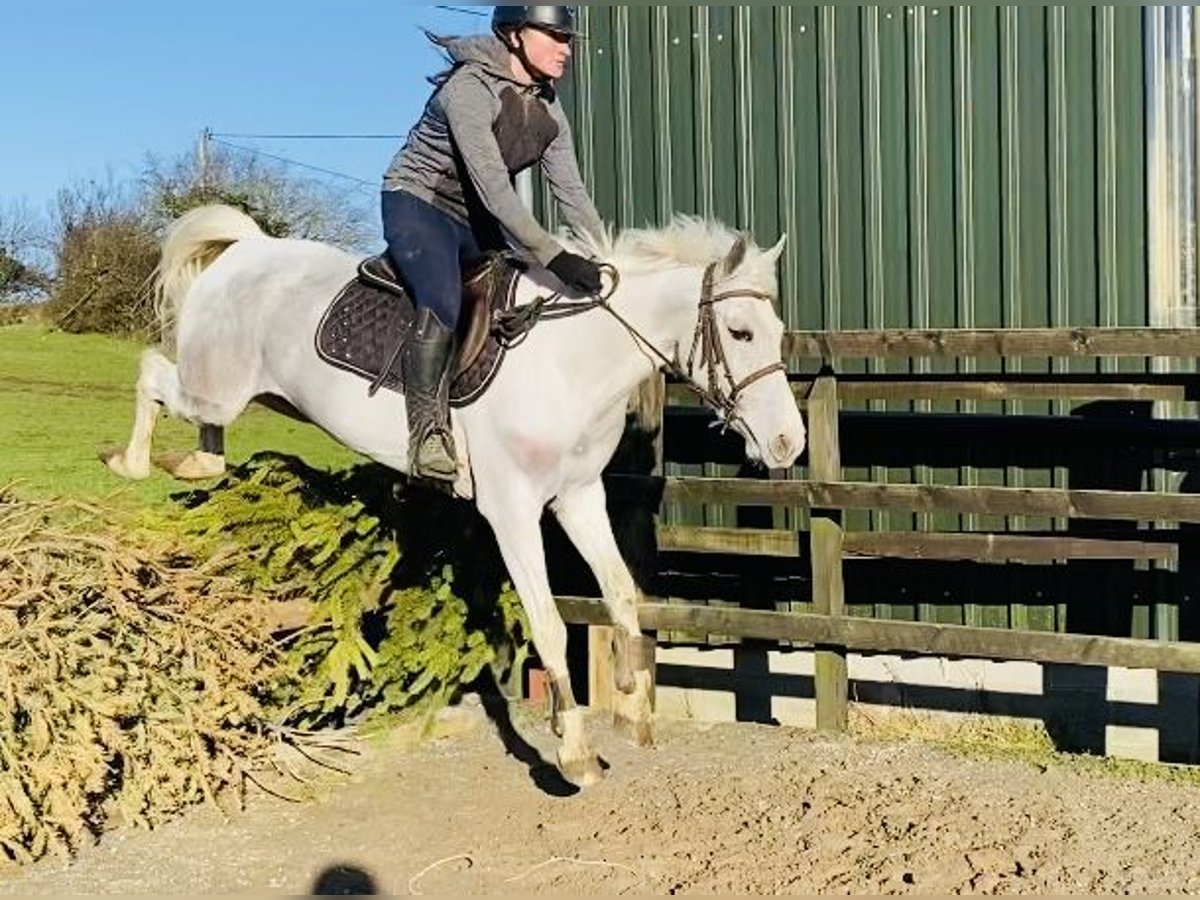 Connemara Giumenta 7 Anni 145 cm Leardo in Sligo