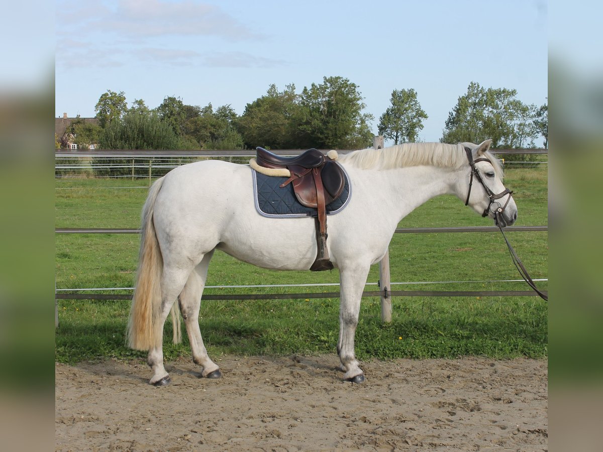 Connemara Giumenta 7 Anni 148 cm Grigio in Garding