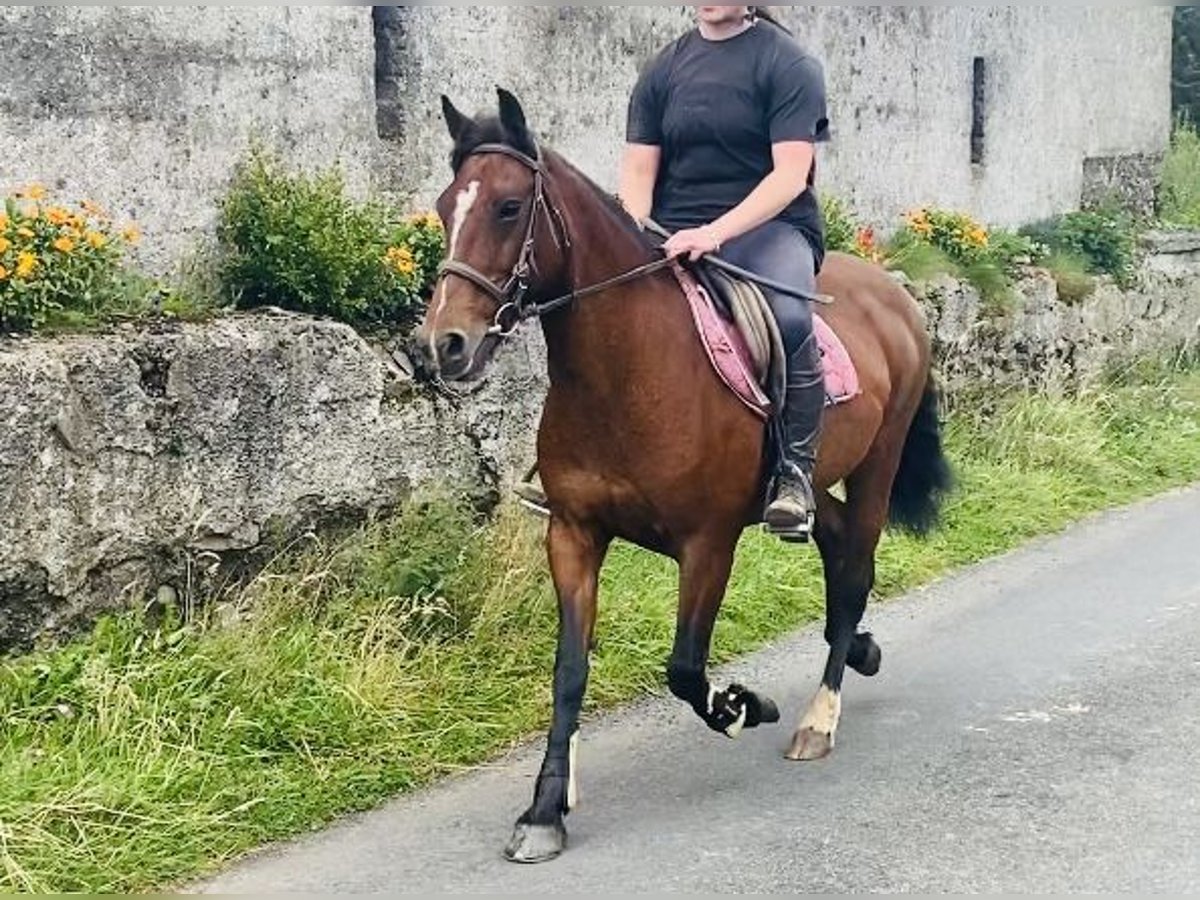 Connemara Giumenta 8 Anni 140 cm Baio in Sligo