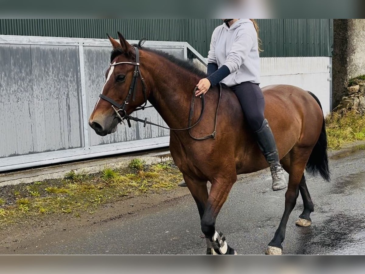 Connemara Giumenta 9 Anni 143 cm Baio ciliegia in Sligo