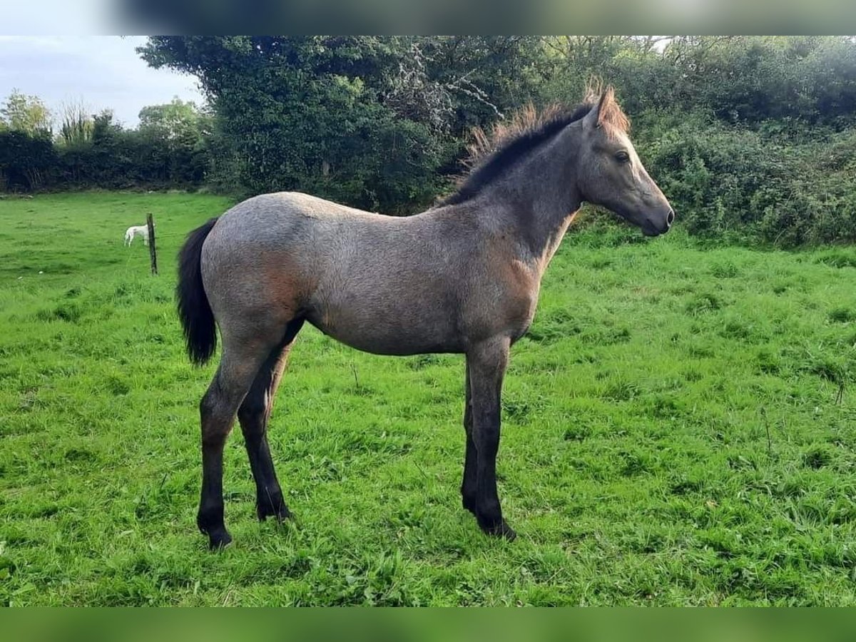 Connemara Giumenta Puledri
 (06/2024) 147 cm Baio roano in Limerick