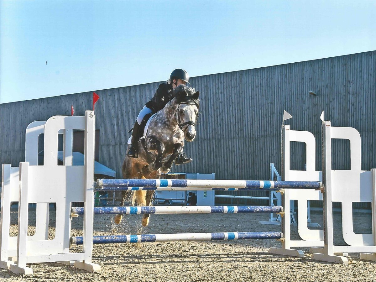 Connemara Hengst 16 Jahre 144 cm Schimmel in Asse